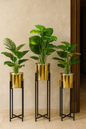Elegant Leaf Plant with Stand