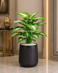 Aangan Green Artificial Plant