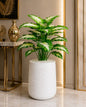 Aangan Green Artificial Plant